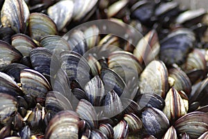 Mussels