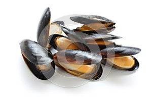 Mussels