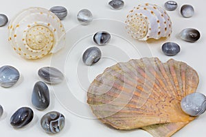 Mussels agates 3