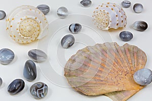 Mussels agates 3 photo