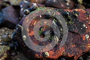 Mussels and algae on rock