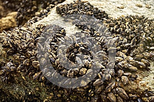 Mussels attached to a rock