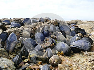 Mussels and barnacles close up on beach rocks at low tide