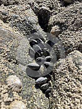 Mussels, barnacles and limpets in crevices photo