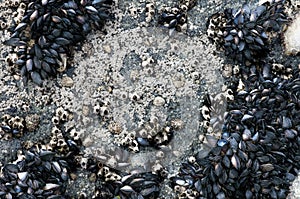 Mussels, barnacles and limpets in Galicia photo