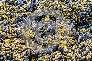 Mussels Barnacles Low Tide Pools Canon Beach Oregon