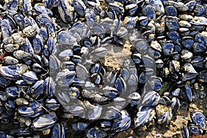 Mussels on Beach