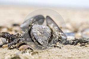 Mussels on the beach