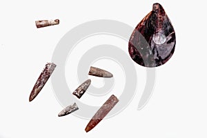 Mussels and Belemnitida on a white background