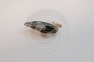 Mussels and Belemnitida on a white background