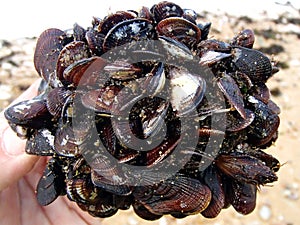 Mussels clams growing up in bunch