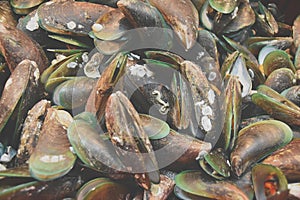 Mussels are classified in phylum Mollusca, a bivalve mollusk