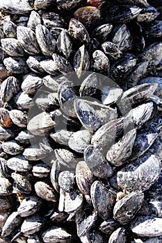 Mussels clinging to Vancouver Island marina dock