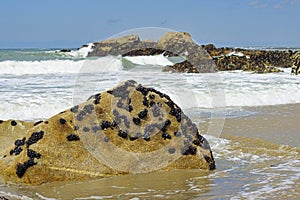 The mussels colony in Parque Natural do Litoral