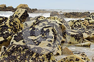 The mussels colony in Parque Natural do Litoral on the north of Portugal