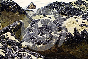 The mussels colony in Parque Natural do Litoral on the north of Portugal photo