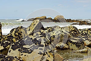 The mussels colony in Parque Natural do Litoral on the north of Portugal photo