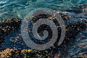 Mussels` Colony on the Sea Shore