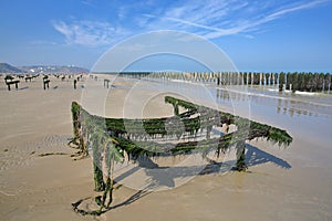 Mussels cultivated on poles bouchots on the beach with Cap Gris Nez in the background, Cote d`Opale, Pas de Calais, Hauts de Fra
