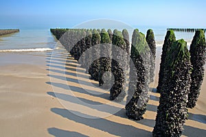 Mussels cultivated on poles bouchots on the beach near Cap Gris Nez, Cote d`Opale, Pas de Calais, Hauts de France, France