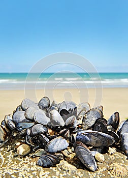 mussels - eatable seafood