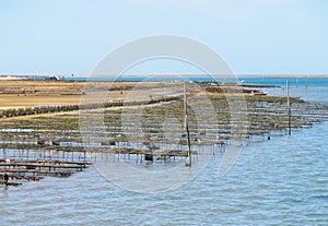 Mussels are farmed in mussel beds in the sea