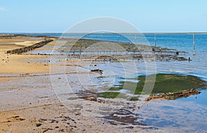 Mussels are farmed in mussel beds in the sea