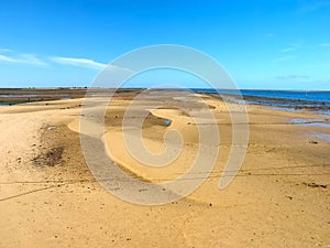 Mussels are farmed in mussel beds in the sea