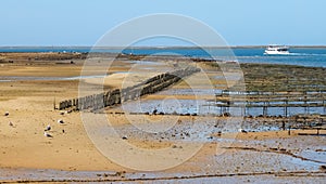 Mussels are farmed in mussel beds in the sea