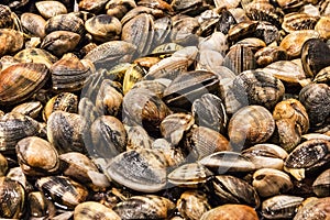 Mussels on fish market. Fresh sea food. Seafood