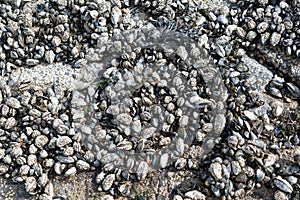 Mussels growing on rocks