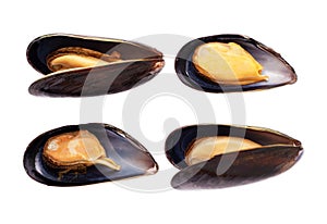 Mussels isolated on white background