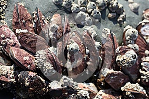 Mussels and limpets photo