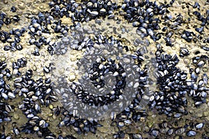 Mussels and Limpets on Rocks