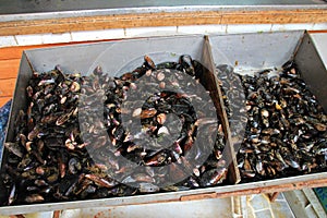 Mussels on the market in Ancud, Chiloe Island, Chile photo