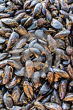 Mussels/Moules on public market