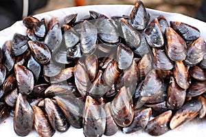 Mussels (Mytilus edulis)