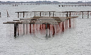 Mussels nursery, Adriatic Sea, Italy photo