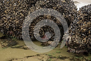 Mussels And Other Sea Life Cling To Rocks On Cannon Beach At Low Tide