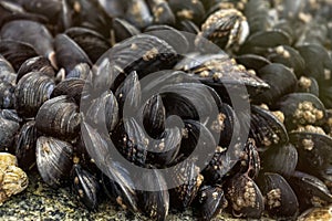 Mussels piled up on a rock