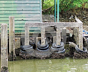 Mussels in river stone_1