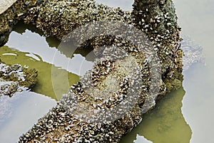 Mussels in river stone_4