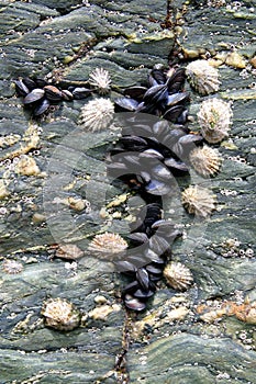 Mussels on Rock