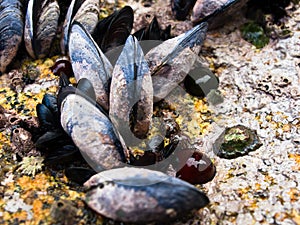 Mussels on rock