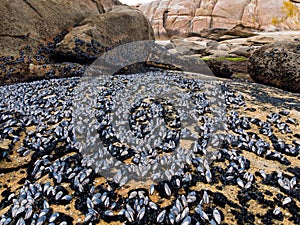 Mussels on a rock