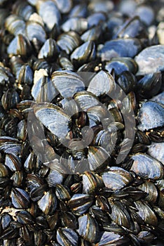 Mussels on a rock, Gower Peninsula, Swansea, Wales