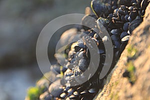Mussels on a rock
