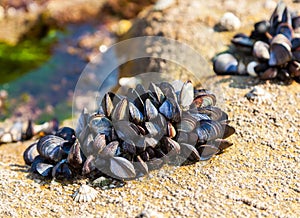 Mussels