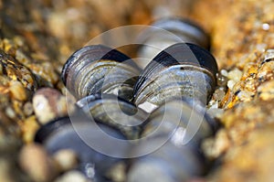 Mussels on the rocks with strong defocus