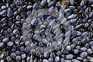 Mussels on seashore